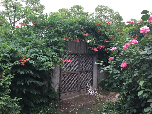 小花門(mén)花藝工程 融合藝術(shù)與自然的空間裝飾美學(xué)